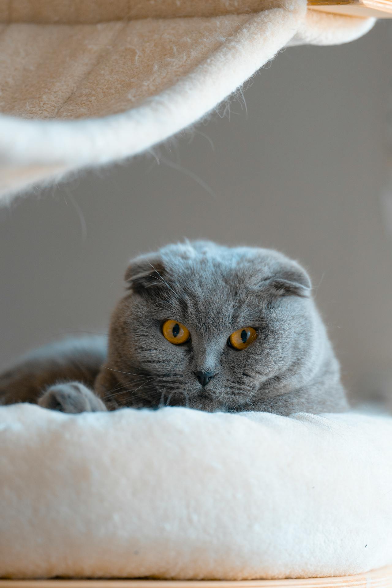 Pet Care